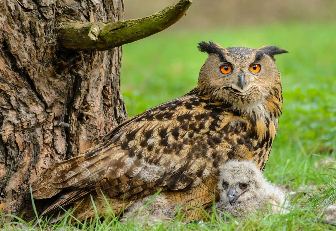 Výr velký v lesním prostředí